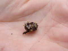 Illosporium carneum