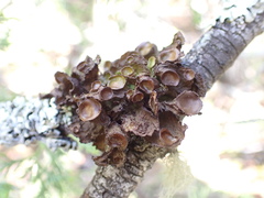 Tuckermanopsis platyphylla
