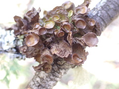 Tuckermanopsis platyphylla