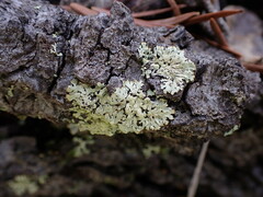 Parmeliopsis ambigua