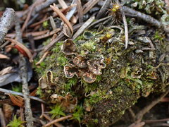 Illosporium carneum