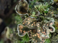 Illosporium carneum
