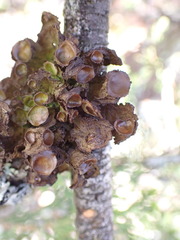 Tuckermanopsis platyphylla