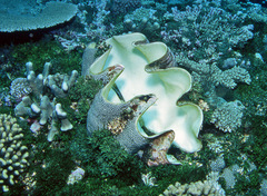 Tridacna gigas
