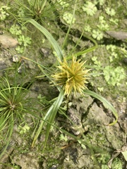 Cyperus squarrosus