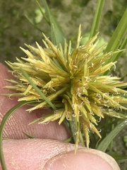 Cyperus squarrosus