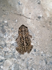 Incilius mazatlanensis
