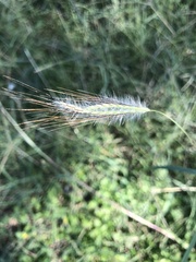 Dichanthium sericeum