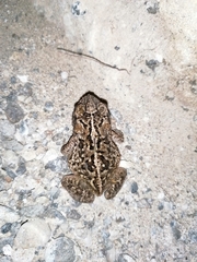 Incilius mazatlanensis