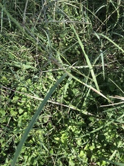 Dichanthium sericeum