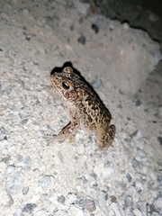 Incilius mazatlanensis