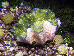 Tridacna gigas
