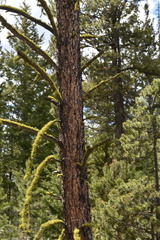 Pinus ponderosa