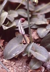 Arisarum vulgare