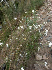Dontostemon pinnatifidus