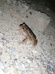 Incilius mazatlanensis