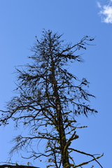 Pinus ponderosa