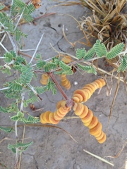 Prosopis reptans