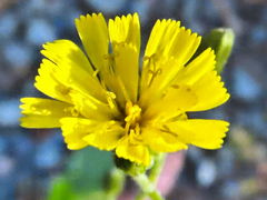 Hieracium