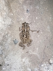 Incilius mazatlanensis