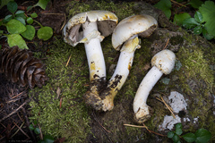 Agaricus abruptibulbus