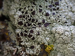 Rinodina
