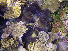 Tridacna gigas