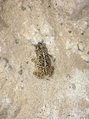 Incilius mazatlanensis