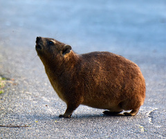 Procavia capensis capensis
