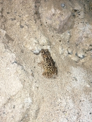 Incilius mazatlanensis
