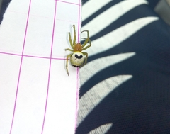 Bijoaraneus