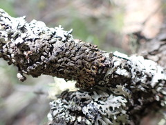 Hypogymnia austerodes