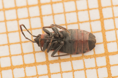 Horvathiolus superbus