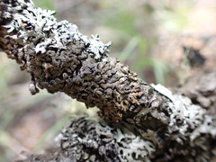 Hypogymnia austerodes