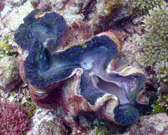 Tridacna gigas