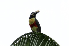 Pteroglossus castanotis