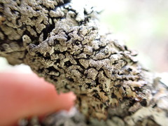 Hypogymnia austerodes