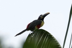 Pteroglossus castanotis