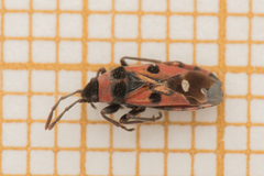 Horvathiolus superbus