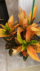 Codiaeum variegatum