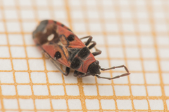 Horvathiolus superbus