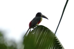 Pteroglossus castanotis