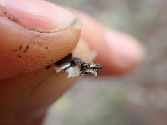 Hypogymnia austerodes