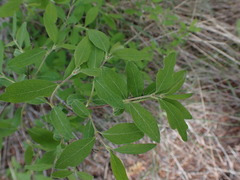 Philadelphus lewisii