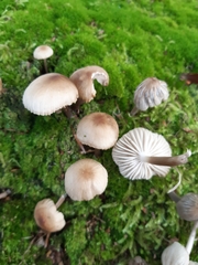 Mycena polygramma