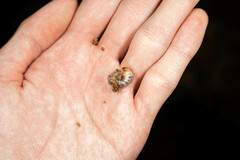 Lucanidae