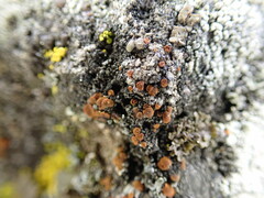 Athallia pyracea