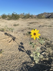 Helianthus petiolaris canescens