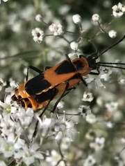 Chauliognathus basalis