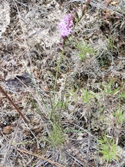 Liatris secunda